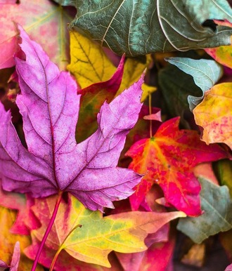 Hobson’s Choice Autumn Newsletter 2021